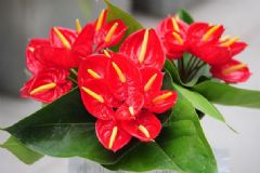 紅掌可以水養(yǎng)嗎？紅掌怎么養(yǎng)最好？[圖]