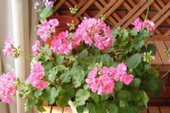 天竺葵的養(yǎng)殖方法 天竺葵怎么養(yǎng)好？[圖]