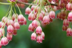風(fēng)鈴花怎么種？風(fēng)鈴花的養(yǎng)殖技巧[圖]