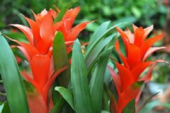 鳳梨花的養(yǎng)殖方法 鳳梨花怎么養(yǎng)？[圖]