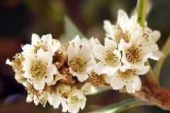 枇杷花有什么作用？枇杷花的功效與作用[圖]