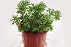 什么植物驅(qū)蚊效果最好？驅(qū)蚊的植物有哪些？[圖]