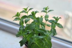 驅(qū)蚊植物有哪些？室內(nèi)驅(qū)蚊植物有哪些？[圖]