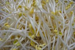 怎樣自己發(fā)黃豆芽？黃豆芽怎么自己發(fā)最好？[圖]