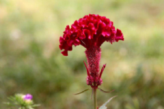 雞冠花的功效有哪些？雞冠花有什么功效及作用？[圖]