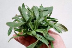 你知道面條菜是什么嗎？面條菜可以減肥瘦身！[多圖]