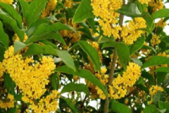 桂花入藥有什么作用？桂花能治療什么疾??？[圖]
