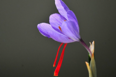 藏紅花泡水喝有什么功效？藏紅花泡水喝有什么副作用？[圖]