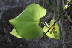 尋骨風(fēng)入藥有什么作用？尋骨風(fēng)有哪些藥用價(jià)值？[圖]
