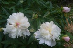 白芍有哪些藥用功效？白芍入藥有什么作用？[圖]