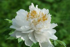 雪蓮花入藥有什么作用？雪蓮花有哪些藥用功效？[圖]