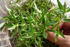 白花蛇舌草入藥有什么作用？白花蛇舌草有哪些藥用功效？[圖]