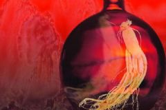 哪種人參適合泡酒？泡酒用哪個品種的人參？[圖]