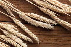 日草根可以治療哪些病癥？日草根食用方法及注意事項(xiàng)[圖]