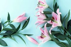 百合花有哪些功效？百合花有哪些藥用價值？[圖]