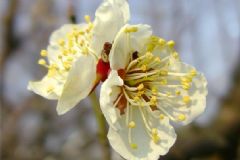 白梅花有什么功效？白梅花的功效與作用及禁忌[圖]