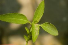 石薺苧有什么功效？石薺苧的功效與作用[圖]