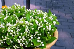茉莉花有什么藥用價(jià)值？茉莉花的藥用價(jià)值[圖]
