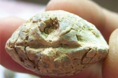 石燕有什么功效與作用？石燕的功效與作用[圖]