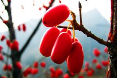 山茱萸有什么藥用價(jià)值？山茱萸的功效與作用及禁忌[圖]