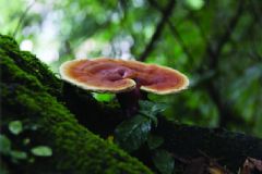 靈芝發(fā)霉了還能吃嗎？靈芝發(fā)霉了怎么辦？[圖]