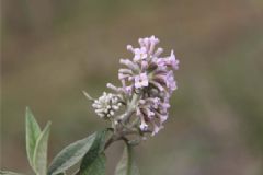密蒙花有毒嗎？密蒙花的功效與作用[圖]