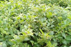 顛茄草有哪些藥用價值？顛茄草的功效與作用[圖]