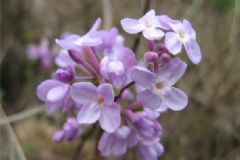 芫花有毒嗎？芫花的功效與作用[圖]