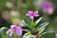 長春花有毒嗎？長春花的功效與作用[圖]