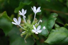 白花丹有什么藥用價(jià)值？白花丹的功效與作用[圖]