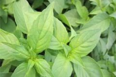 荊芥有毒嗎？荊芥的藥用價(jià)值[圖]