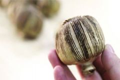 罌粟殼有毒嗎？罌粟殼的功效與作用[圖]