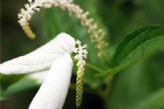 三百草有什么藥用價(jià)值？三百草的藥用價(jià)值[圖]