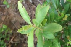 山白芷有哪些藥用價(jià)值？山白芷的功效與作用[圖]