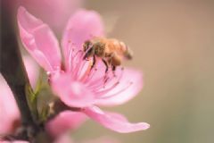 蜂膠是蜂王漿嗎？蜂膠和蜂王漿的區(qū)別[圖]