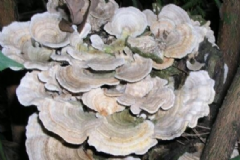 云芝有什么好處？云芝的功效與作用[圖]