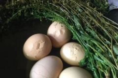三月三一定要吃雞蛋嗎？三月三怎么吃雞蛋最好？[多圖]