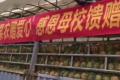 送兒子學校4萬斤菠蘿，吃菠蘿有哪些好處和禁忌？[多圖]