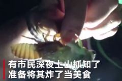 吃貨福音！杭州號召：“知了太多，請愛吃的人幫忙抓一下”[多圖]