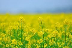油菜花什么時候開？油菜花可以吃嗎？[多圖]