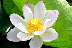 夏天開的花有哪些？什么花在夏天開放？[多圖]