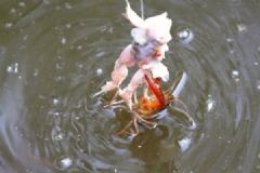 用什么釣龍蝦最好？釣龍蝦用什么餌最好？[多圖]