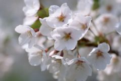 春天應(yīng)該去哪兒賞花？春天賞花攻略有哪些？[多圖]