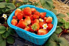 草莓沒(méi)熟怎么催熟？催熟草莓的最佳方法介紹[多圖]