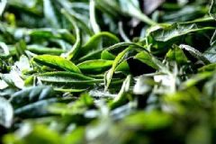 一天喝多少茶合適？喝茶過多的危害？[圖]