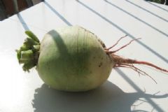 冬天多吃這6種根菜，能調(diào)理身體預(yù)防疾病[多圖]
