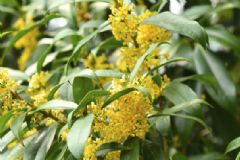鮮花食療是什么意思？桂花漱口能除口臭嗎？[圖]