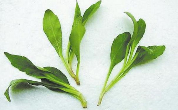 馬蘭頭的食用方法有哪些？馬蘭頭有什么功效與作用？(1)