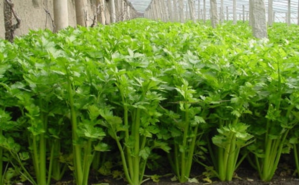 芹菜葉怎么吃最美味？芹菜葉的吃法有哪些？(1)