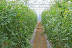 大棚種植的蔬菜有哪些品種？大棚蔬菜是不是味道更好些？[多圖]